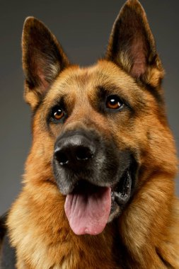 Portrait of an adorable German shepherd with hanging tongue seems satisfied 