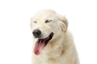 Portrait of a lovely Golden Retriever with closed eyes looking satisfied
