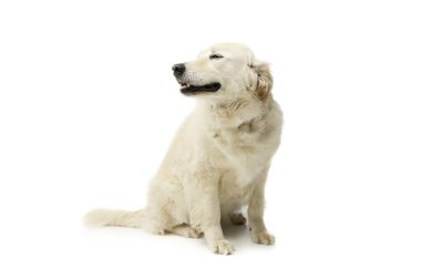 Studio shot of a lovely Golden Retriever sitting and relaxing