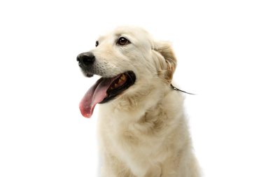 Portrait of a lovely Golden Retriever with hanging tongue on white background