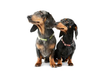 Studio shot of two adorable Dachshunds sitting and looking up curiously