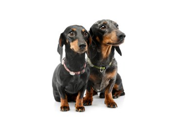 Studio shot of two adorable Dachshunds sitting on white background and wearing a collar