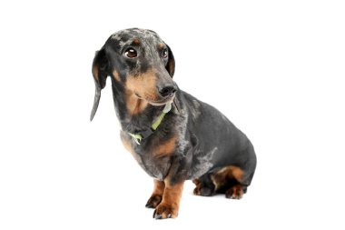 Studio shot of an adorable Dachshund with green collar sitting on white background