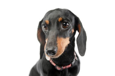 Portrait of an adorable Dachshund with red collar looking intently at the camera