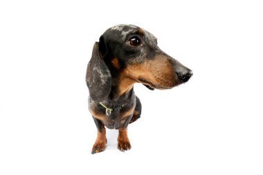 Studio shot of an adorable Dachshund with green collar standing and looking curiously