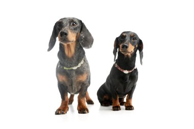 Studio shot of two adorable Dachshunds sitting and looking intently