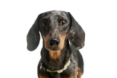 Yeşil yakalı sevimli bir Dachshund 'un portresi. Ve kameraya tuhaf bir şekilde bakıyor.