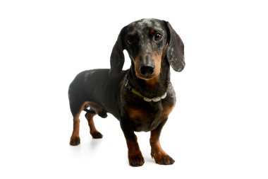 Studio shot of an adorable Dachshund with green collar standing and looking curiously at the camera