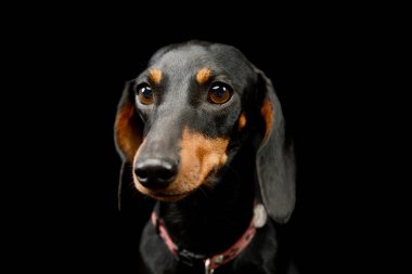 Portrait of an adorable Dachshund with a red collar looking curiously at the camera