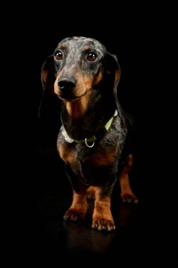 Studio shot of an adorable Dachshund with a green collar standing and looking at the camera