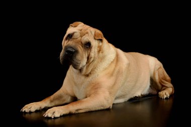 Studio shot of a lovely Shar pei lying and looking curiously