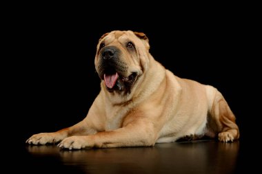 Studio shot of a lovely Shar pei lying and looking satisfied