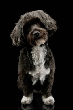 Studio shot of an adorable havanese standing and looking curiously at the camera