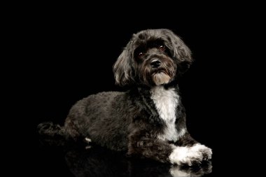 Studio shot of an adorable havanese relaxing on black background