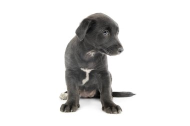 Studio shot of an adorable mixed breed puppy sitting and looking shy