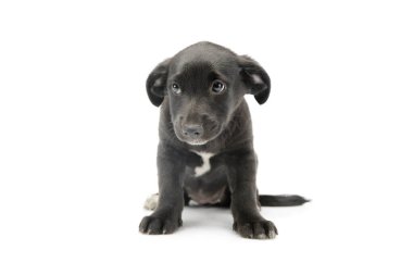 Studio shot of an adorable mixed breed puppy sitting and looking shy