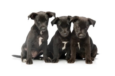 Studio shot of three adorable mixed breed puppies sitting and looking curiously