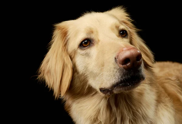 Portret Van Een Schattige Golden Retriever Nieuwsgierig Zwarte Achtergrond — Stockfoto