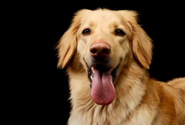 Retrato Adorável Golden Retriever Com Língua Pendurada — Fotografia de Stock