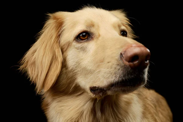 Portret Van Een Schattige Golden Retriever Nieuwsgierig Zwarte Achtergrond — Stockfoto