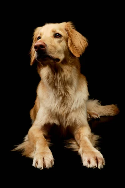 Estúdio Tiro Adorável Golden Retriever Deitado Olhando Para Cima Curiosamente — Fotografia de Stock