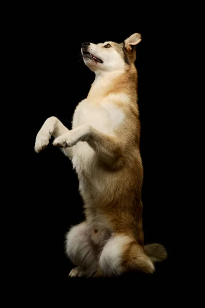 Студийный Снимок Очаровательной Собаки Смешанной Породы Стоящей Задних Лапах Черной — стоковое фото
