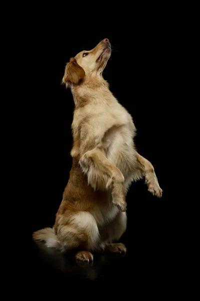 Studio Shot Adorable Golden Retriever Standing Hind Legs Black Studio — Φωτογραφία Αρχείου