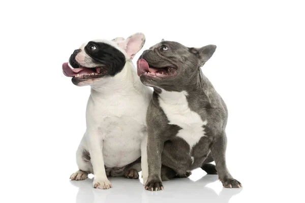 Studio Shot Two Adorable French Bulldogs Sitting Looking Funny Hanging — Foto de Stock