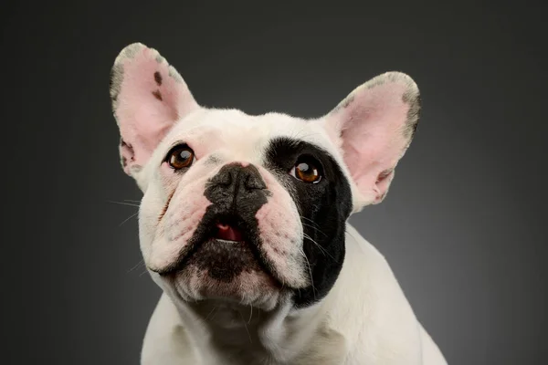 Portrait Adorable French Bulldog Looking Curiously — Stock Photo, Image