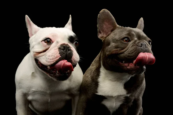 Portrait Two Adorable French Bulldogs Looking Funny Tongues Out — стоковое фото