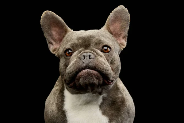 Portrait Adorable French Bulldog Beautiful Eyes Looking Curiously Camera — Foto de Stock