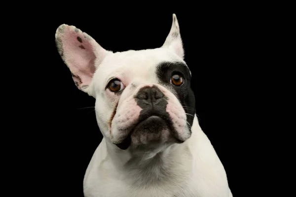 Retrato Adorable Bulldog Francés Con Hermosos Ojos Mirando Curiosamente Cámara — Foto de Stock