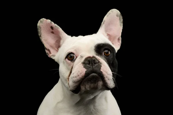 Portrait Adorable French Bulldog Beautiful Eyes Looking Curiously Camera — Stock Photo, Image