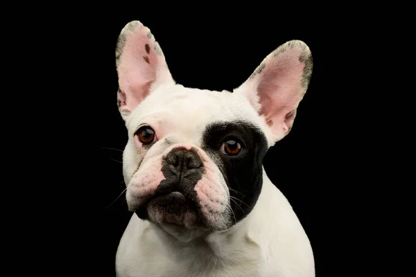 Retrato Adorable Bulldog Francés Con Hermosos Ojos Mirando Curiosamente Cámara — Foto de Stock