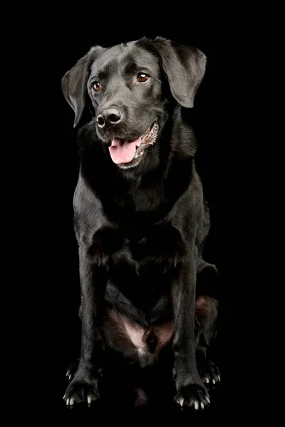 Studio Shot Adorable Labrador Retriever Sitting Looking Satisfied — Φωτογραφία Αρχείου