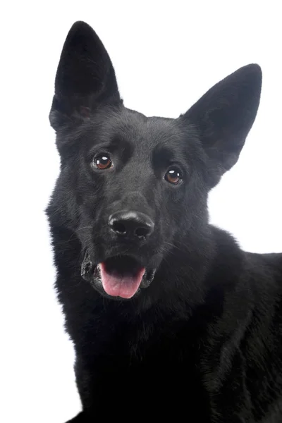 Portrait Beautiful Shepher Dog Black Fur Looking Satisfied — Stock fotografie
