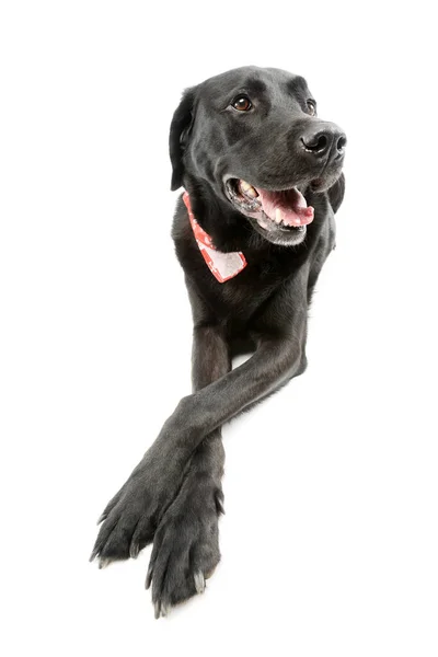 Studio Shot Adorable Labrador Retriever Lying Crossed Legs — Φωτογραφία Αρχείου