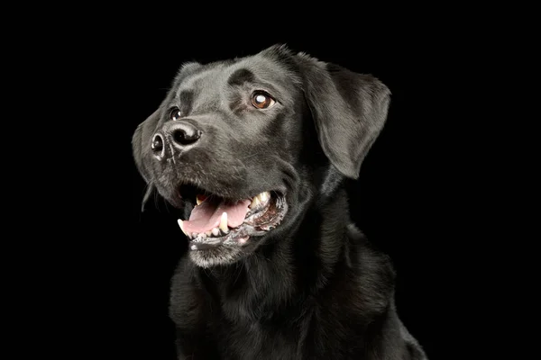 Portrait Adorable Labrador Retriever Looking Satisfied Black Background — Φωτογραφία Αρχείου