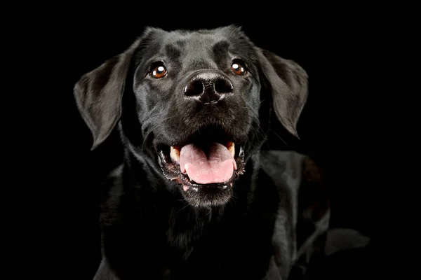 Portrait Adorable Labrador Retriever Looking Satisfied Black Background — Zdjęcie stockowe