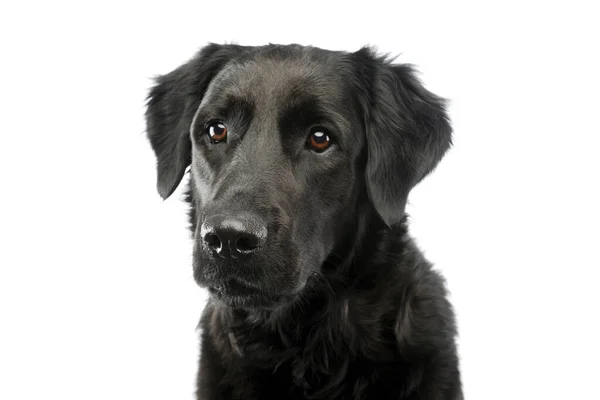 Πορτρέτο Ενός Αξιολάτρευτου Μικτού Σκύλου Ράτσα Κοιτάζοντας Μακριά Περιέργως — Φωτογραφία Αρχείου