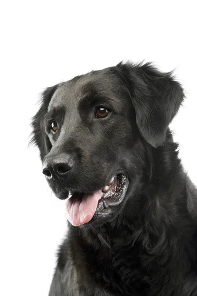 Портрет Чарівної Змішаної Породи Собаки Яка Виглядає Задоволеною — стокове фото