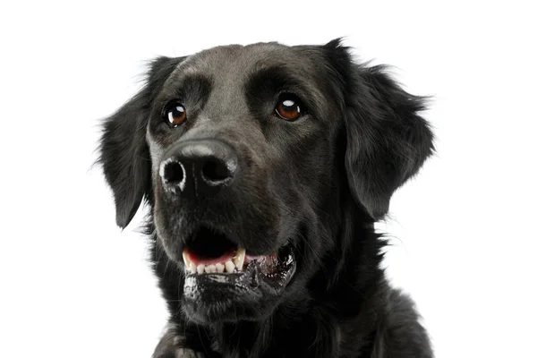 Retrato Perro Raza Mixta Adorable Mirando Hacia Arriba Curiosamente — Foto de Stock