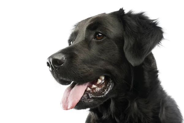 Portrait Adorable Mixed Breed Dog Looking Satisfied Hanging Tongue — Foto de Stock