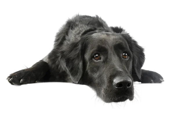 Estudio Disparo Perro Raza Mixta Adorable Acostado Buscando Cansado — Foto de Stock