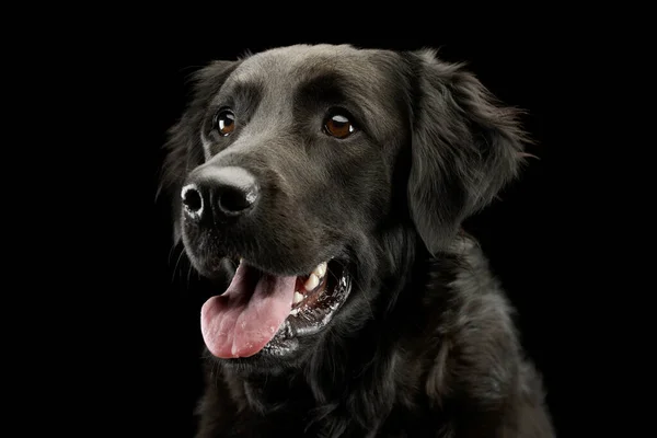 Portrait Adorable Mixed Breed Dog Hanging Tongue — Φωτογραφία Αρχείου