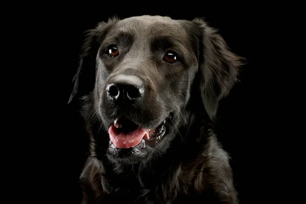 Portrait Adorable Mixed Breed Dog Hanging Tongue — Φωτογραφία Αρχείου