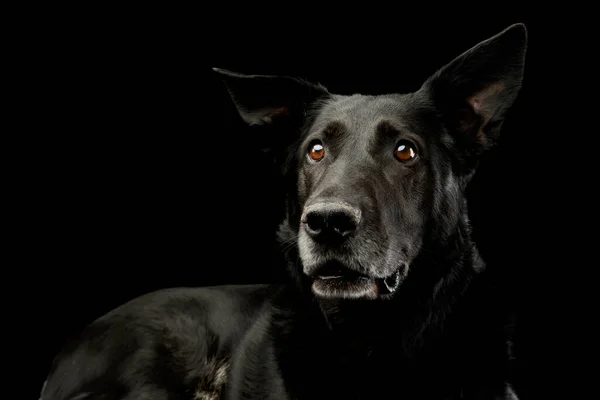 Portrait Adorable Mixed Breed Dog Looking Curiously Black Background — Stock Fotó