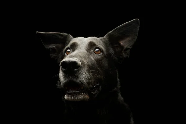 Porträt Eines Entzückenden Mischlingshundes Der Neugierig Auf Schwarzem Hintergrund Schaut — Stockfoto