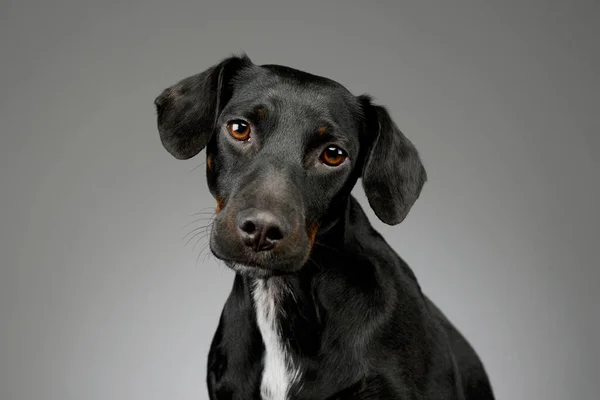 Portrait Beautiful Mixed Breed Dog Shiny Fur Looking Curiously Camera — Stockfoto
