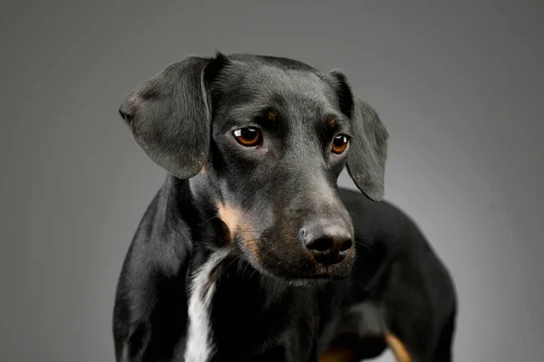 Portrait Beautiful Mixed Breed Dog Shiny Fur Looking Curiously — Foto de Stock